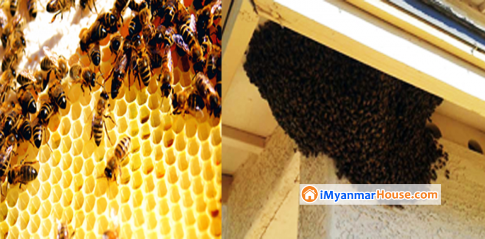 မိမိနေအိမ်မှာ ပျားအုံစွဲခဲ့လျှင် အတိတ်နမိတ် ကောင်းသလား? မကောင်းဘူးလား? - Property Knowledge in Myanmar from iMyanmarHouse.com