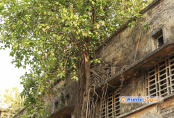 အဆောက်အအုံများပေါ်တွင်ပေါက်သော ညောင်ပင်များကို သဘာဝနည်းဖြင့်သတ်နိုင်သော နည်းလမ်း (၅) မျိုး