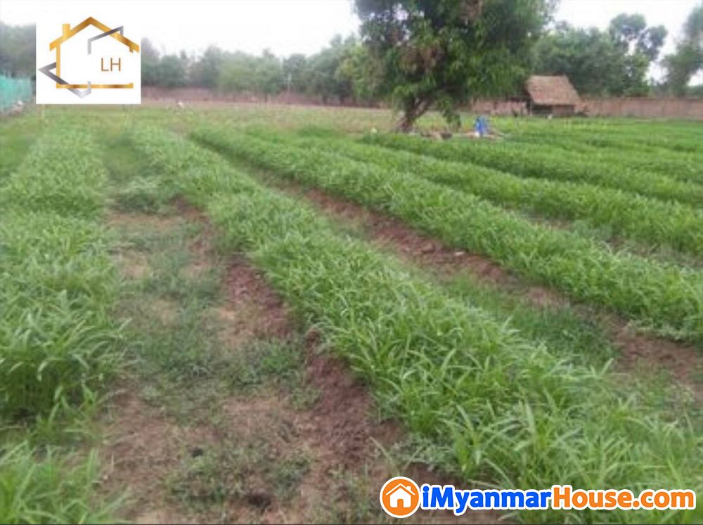 (6.43 ဧက) အကျယ် ၊ မှော်ဘီမြို့နယ် ၊ ပြည်လမ်းမပေါ် (မြောင်းတကာ) တွင် မြေကွက် ရောင်းရန်ရှိ - For Sale - မှော်ဘီ (Hmawbi) - ရန်ကုန်တိုင်းဒေသကြီး (Yangon Region) - 12,217 Lakh (Kyats) - S-10549903 | iMyanmarHouse.com