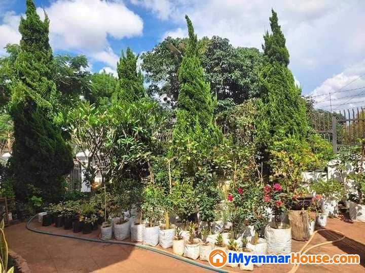 စျေးတန်တဲ့ ဂရမ်မြေနေရာကောင်းလေးနှင့်အိမ်ကြိီးကြီးလှလှ - For Sale - ပြင်ဦးလွင် (Pyin Oo Lwin) - မန္တလေးတိုင်းဒေသကြီး (Mandalay Region) - 6,800 Lakh (Kyats) - S-10956374 | iMyanmarHouse.com