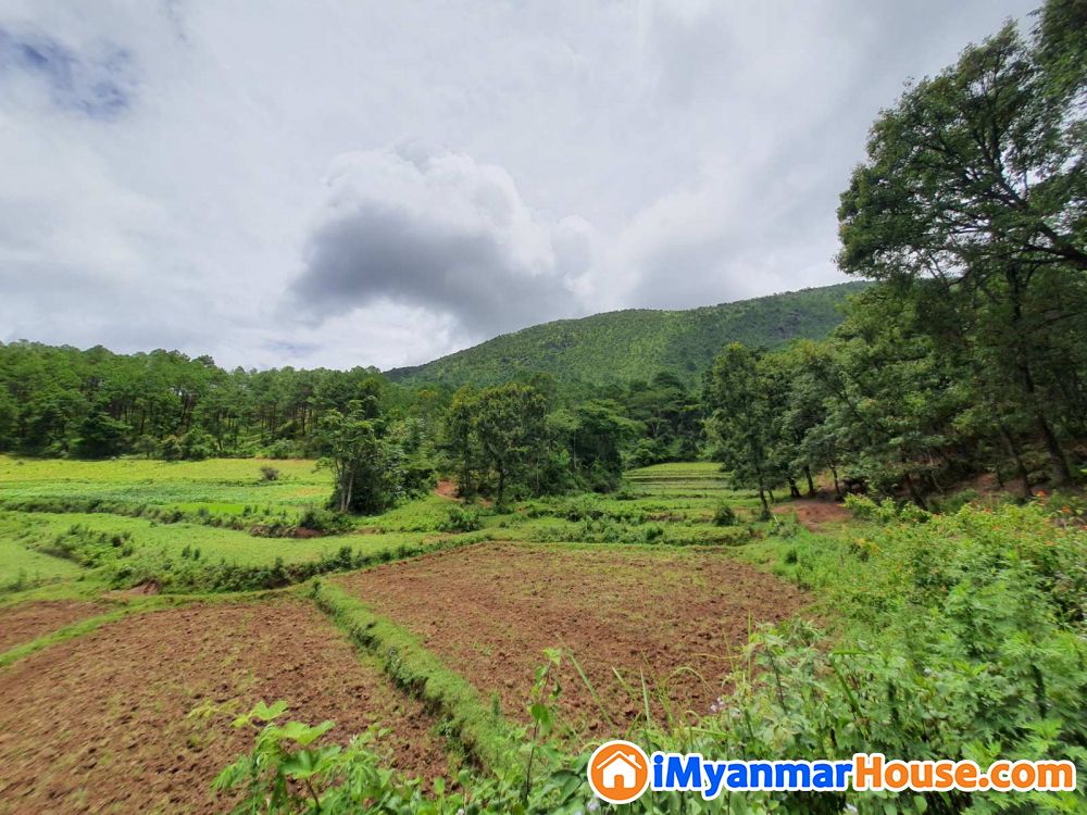 High Potential 8 Acre land in Kalaw - ရောင်းရန် - ကလော (Kalaw) - ရှမ်းပြည်နယ် (Shan State) - 16,000 သိန်း (ကျပ်) - S-9327532 | iMyanmarHouse.com