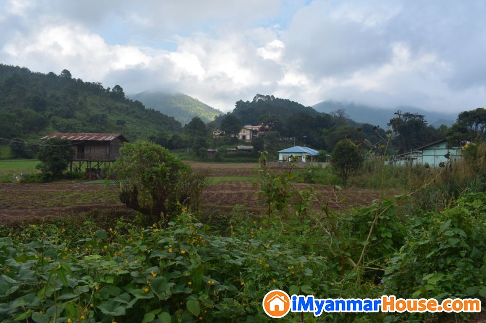 ရှမ်းပြည်နယ်တောင်ပိုင်း ၊ ကလောမြို့ အနီး ရေယား တွင် သဘာဝ ထင်းရှူးပင် များ အုပ် ဆိုင်း နေသော ခြံ ကွက်လေး နဲ့ မိတ်ဆက်ပေး ပါရစေ .... - For Sale - ကလော (Kalaw) - ရှမ်းပြည်နယ် (Shan State) - 3,500 Lakh (Kyats) - S-9676806 | iMyanmarHouse.com