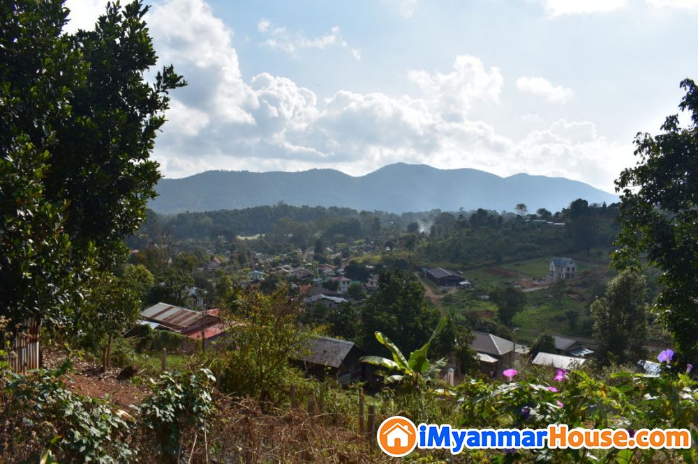 🌳 ထင်းရှူး ပင် တွေ ဝေဆာ နေတဲ့ ခြံကွက် လေး - ရောင်းရန် - ကလော (Kalaw) - ရှမ်းပြည်နယ် (Shan State) - 400 သိန်း (ကျပ်) - S-10579457 | iMyanmarHouse.com